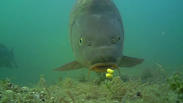 ارائهی طعمه