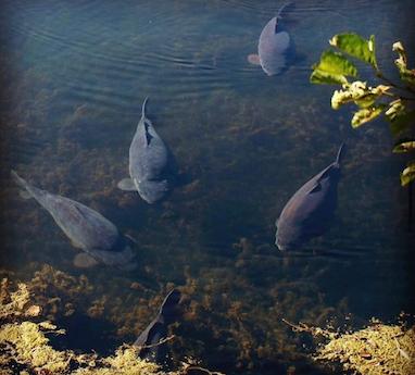 استراتژی صید کپور